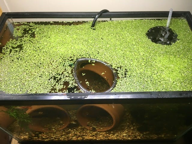 Duckweed – Flip Aquatics