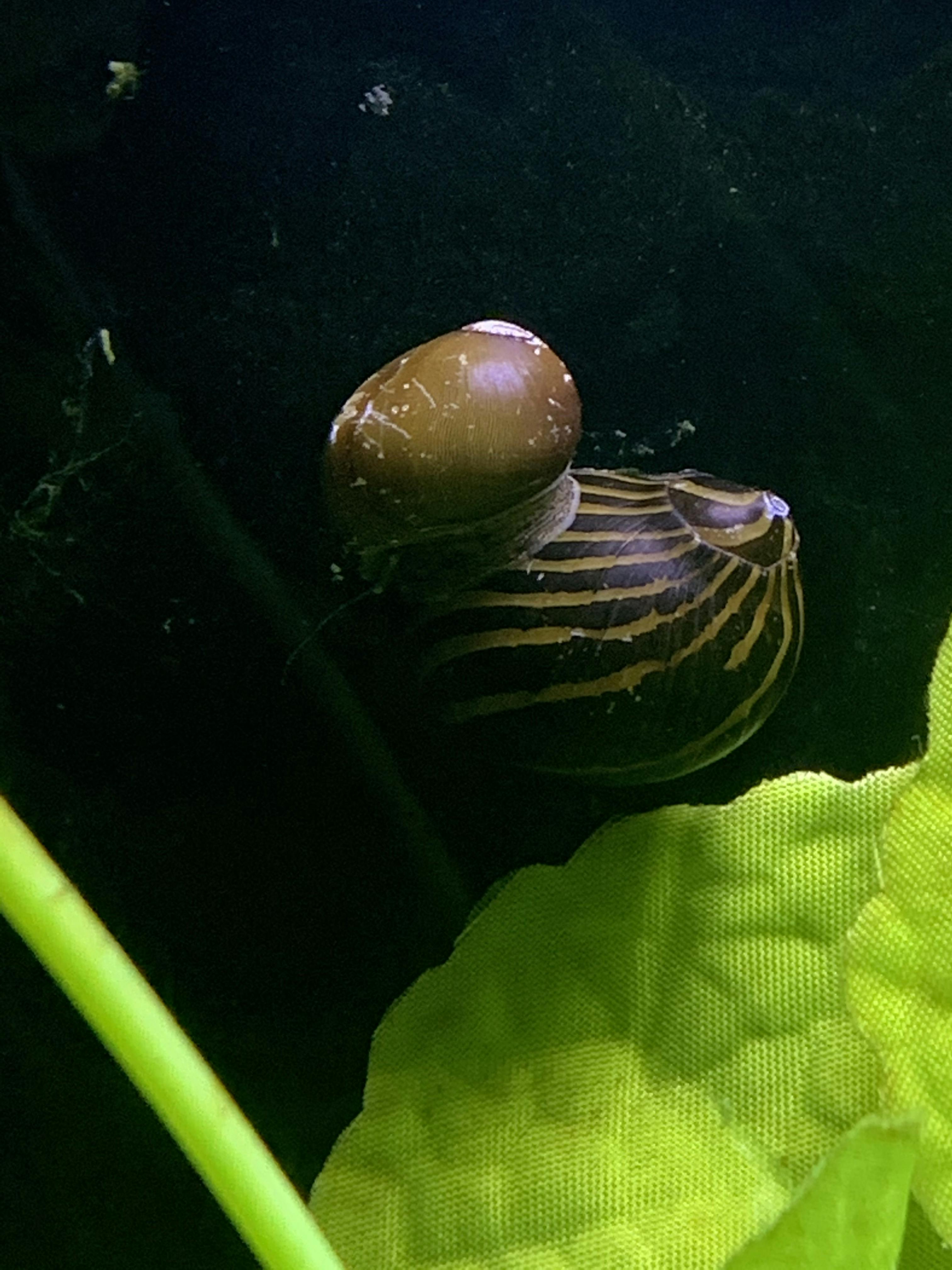 Nerite Snails – Flip Aquatics