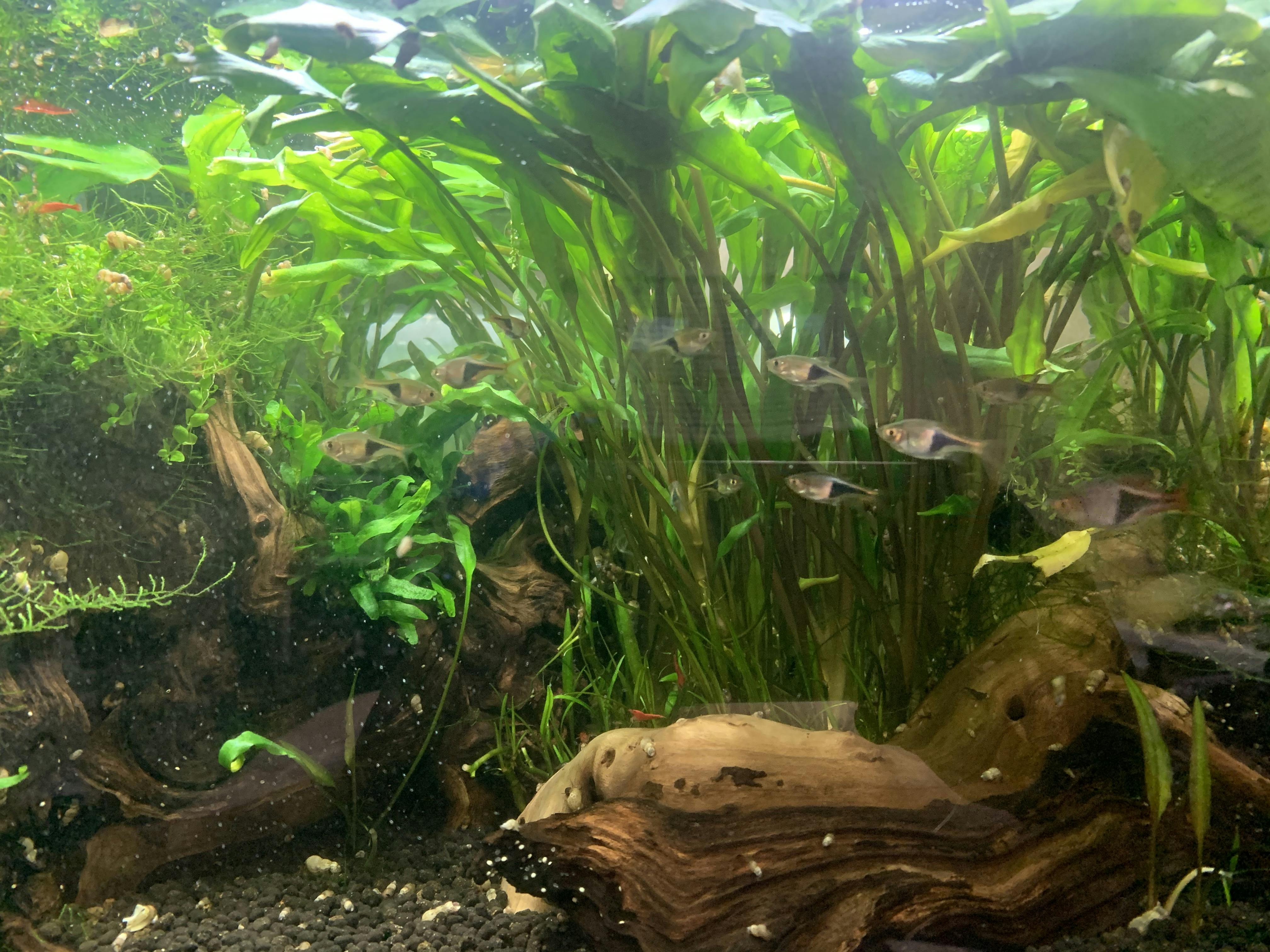 Harlequin Rasbora – Flip Aquatics