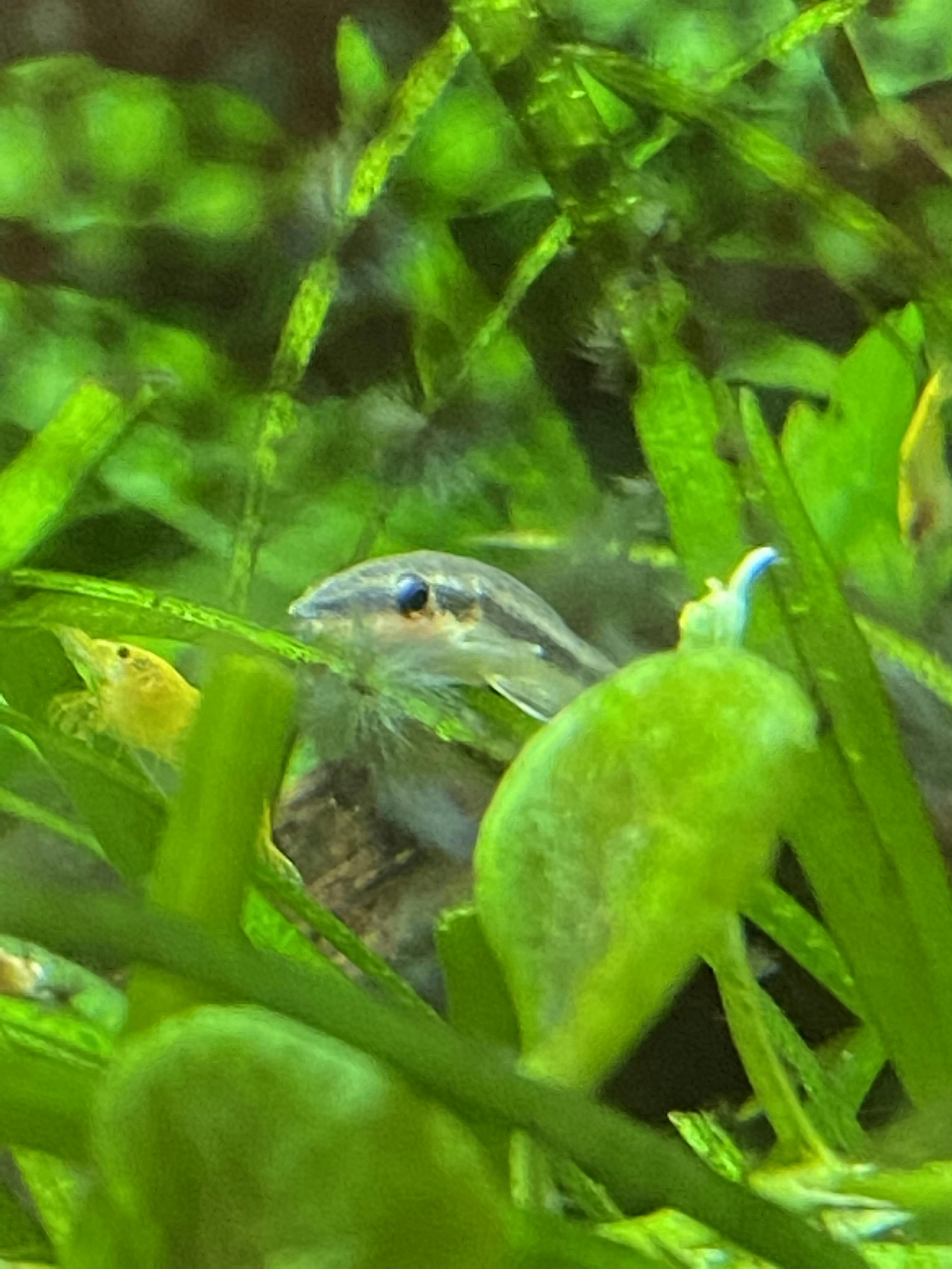 Otocinclus Catfish – Flip Aquatics