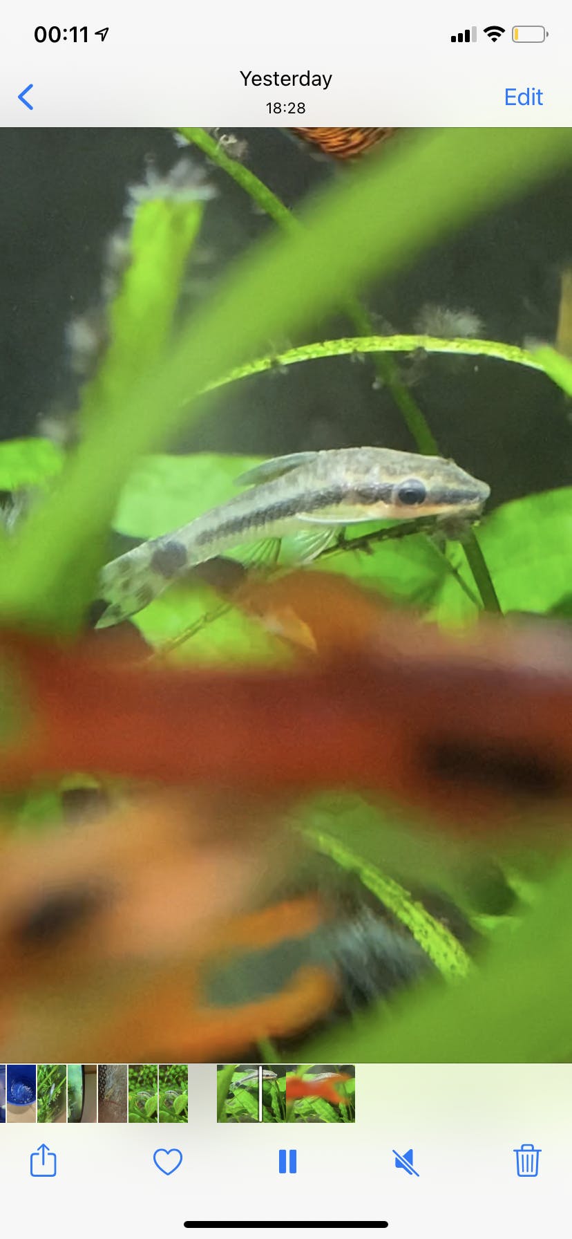 Otocinclus Catfish – Flip Aquatics