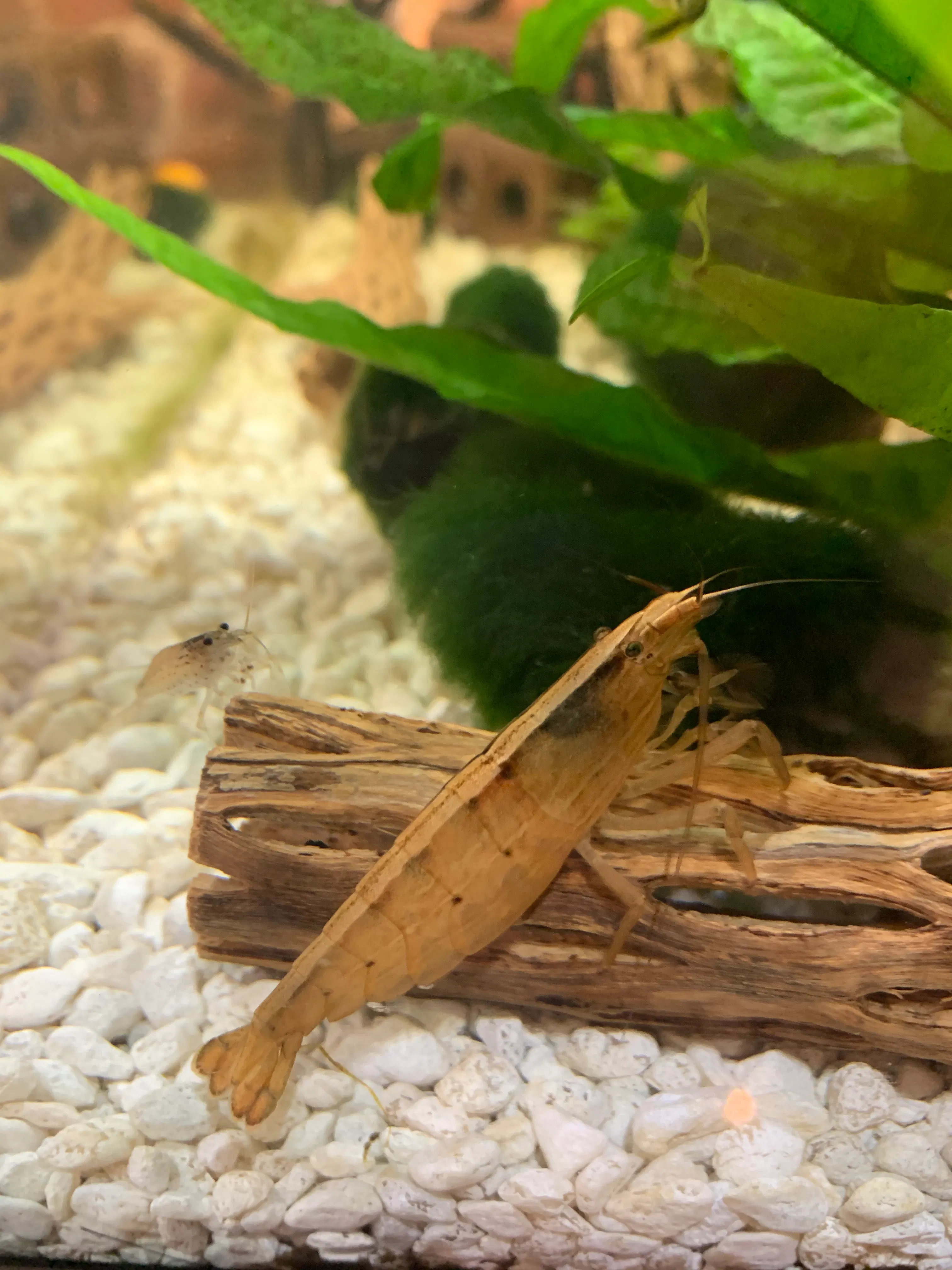 Bamboo Fan Shrimp Flip Aquatics