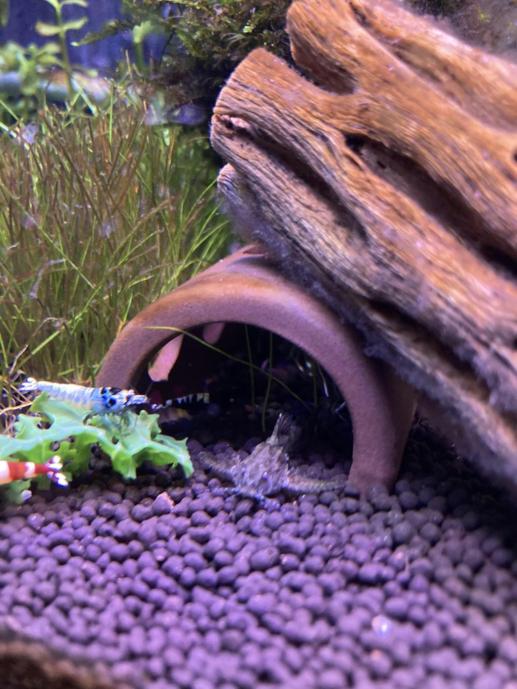 Dwarf Anchor Catfish