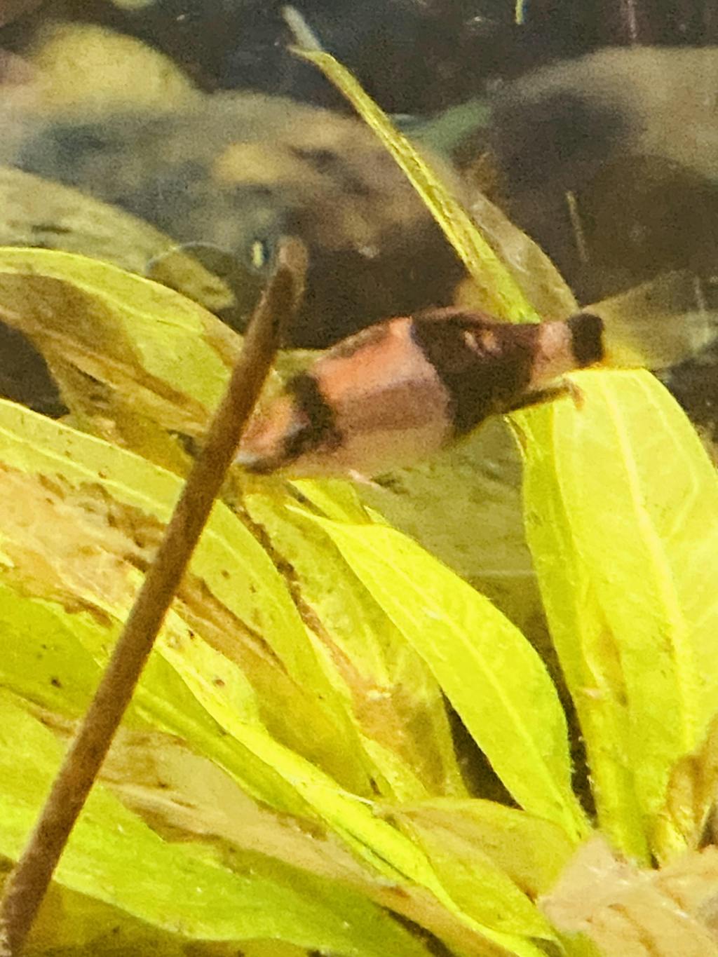 Melon Barb Vibrant Coloration and Peaceful Nature for Your Aquarium