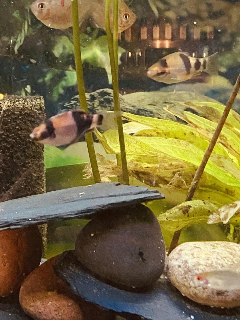 Melon Barb Vibrant Coloration and Peaceful Nature for Your Aquarium