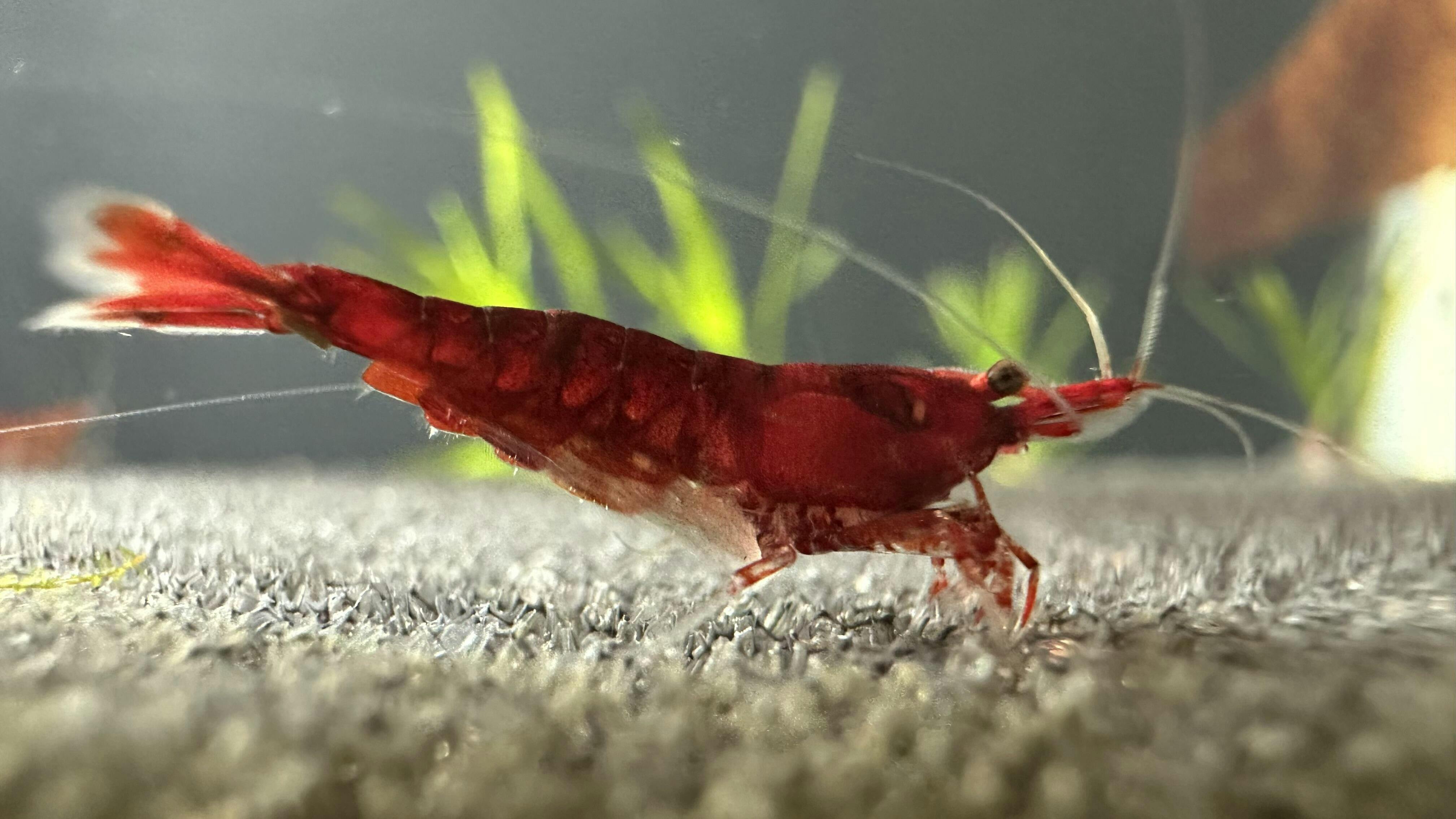 10 Pack Red Cherry Shrimp Buy Cherry Shrimp Online Flip Aquatics