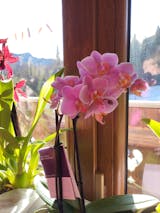 Concime per Orchidee Raffeiner – Flogheter