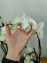 Corteccia Per Orchidee Naturale - Substrato Per Rinvaso E Coltivazione Orchidee (Confezione 1 Litro) - Foto 11