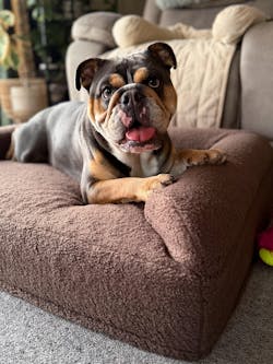 Orthopaedic Memory Foam Dog Bed