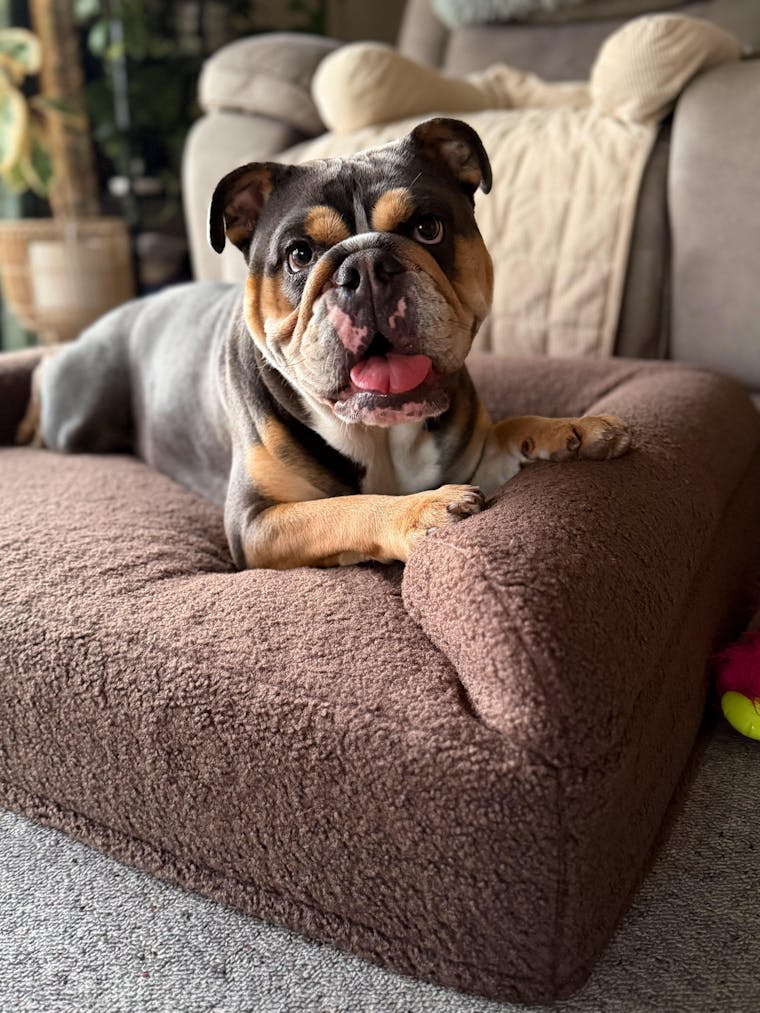 Orthopaedic Memory Foam Dog Bed