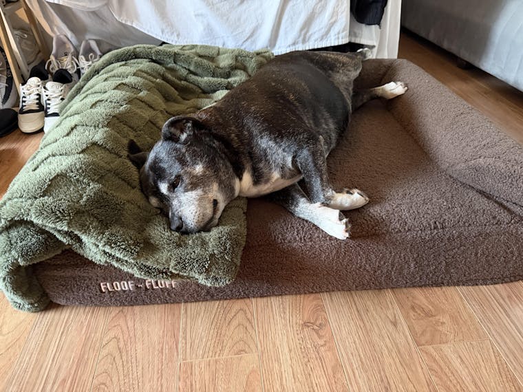 Orthopaedic Memory Foam Dog Bed