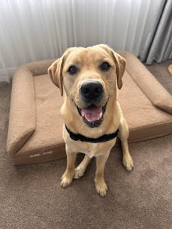 Orthopaedic Memory Foam Dog Bed