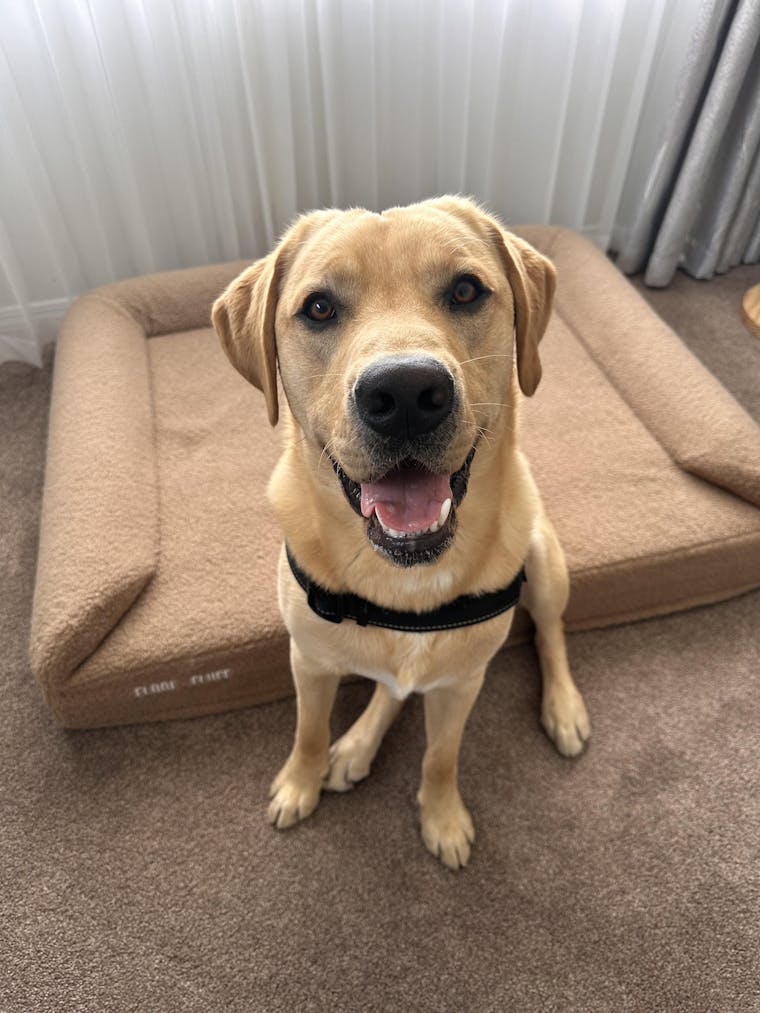 Orthopaedic Memory Foam Dog Bed