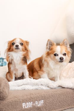 Orthopaedic Memory Foam Dog Bed