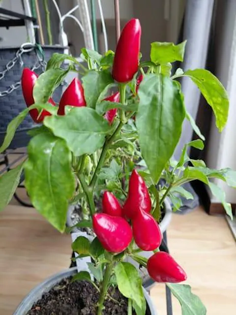 Chili Pflanzen Dnger Flssigdnger von Flora Boost fr gesunde Chili  Pflanzen - Optimaler Chili Dnger Flssigdnger