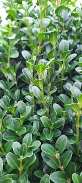 Buchsbaum Dnger Flssigdnger gegen Buchsbaumznsler fr gesunde Pflanzen   Flora Boost