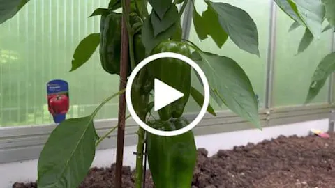 Paprika Dnger von Flora Boost - Hochwertigen Paprika Dnger kaufen