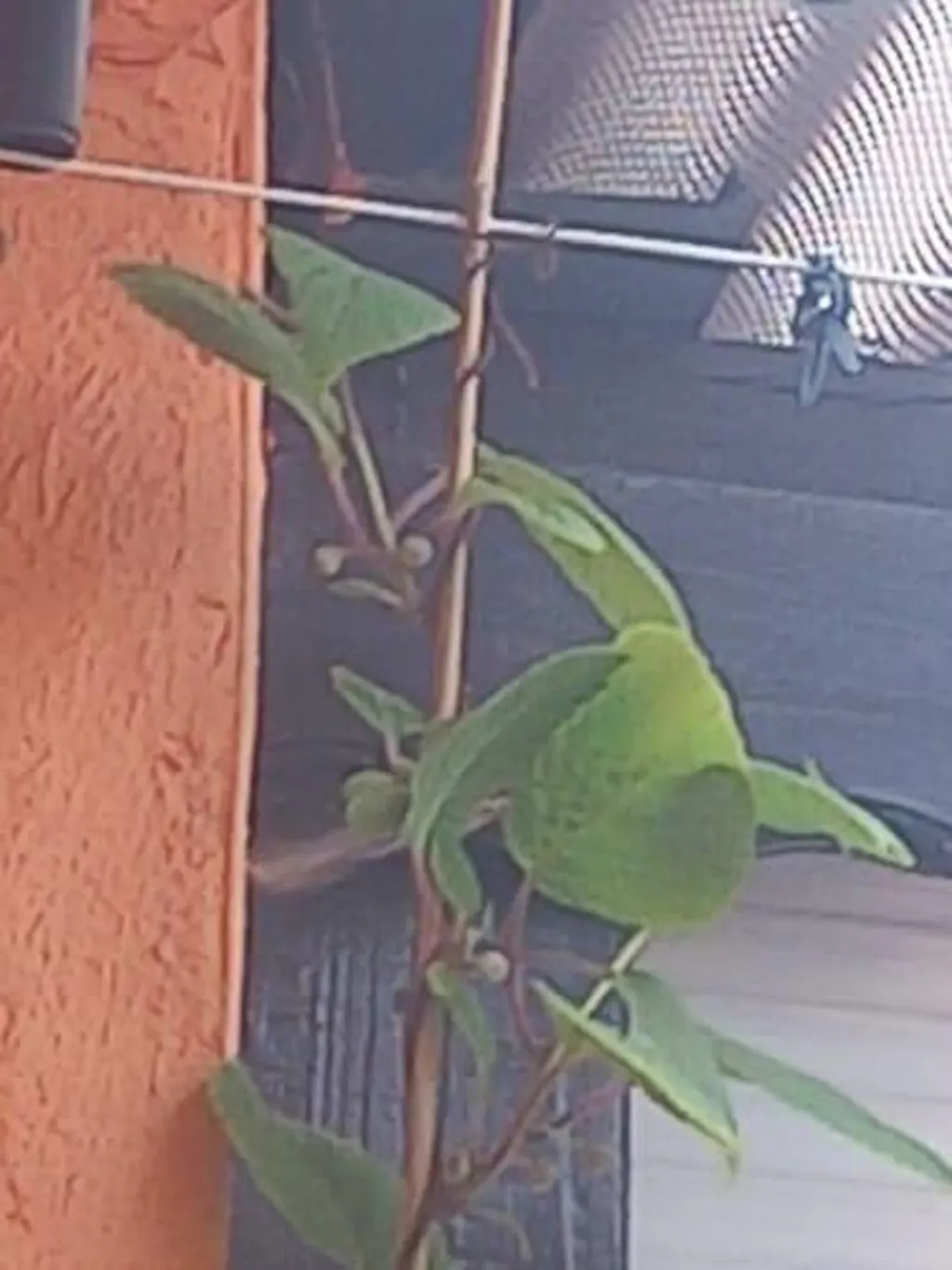 Kiwi Dnger von Flora Boost fr krftige und gesunde Kiwi Pflanzen