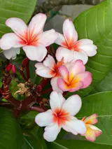 Frangipani Dnger Plumeria fr gesunde Pflanzen von Flora Boost