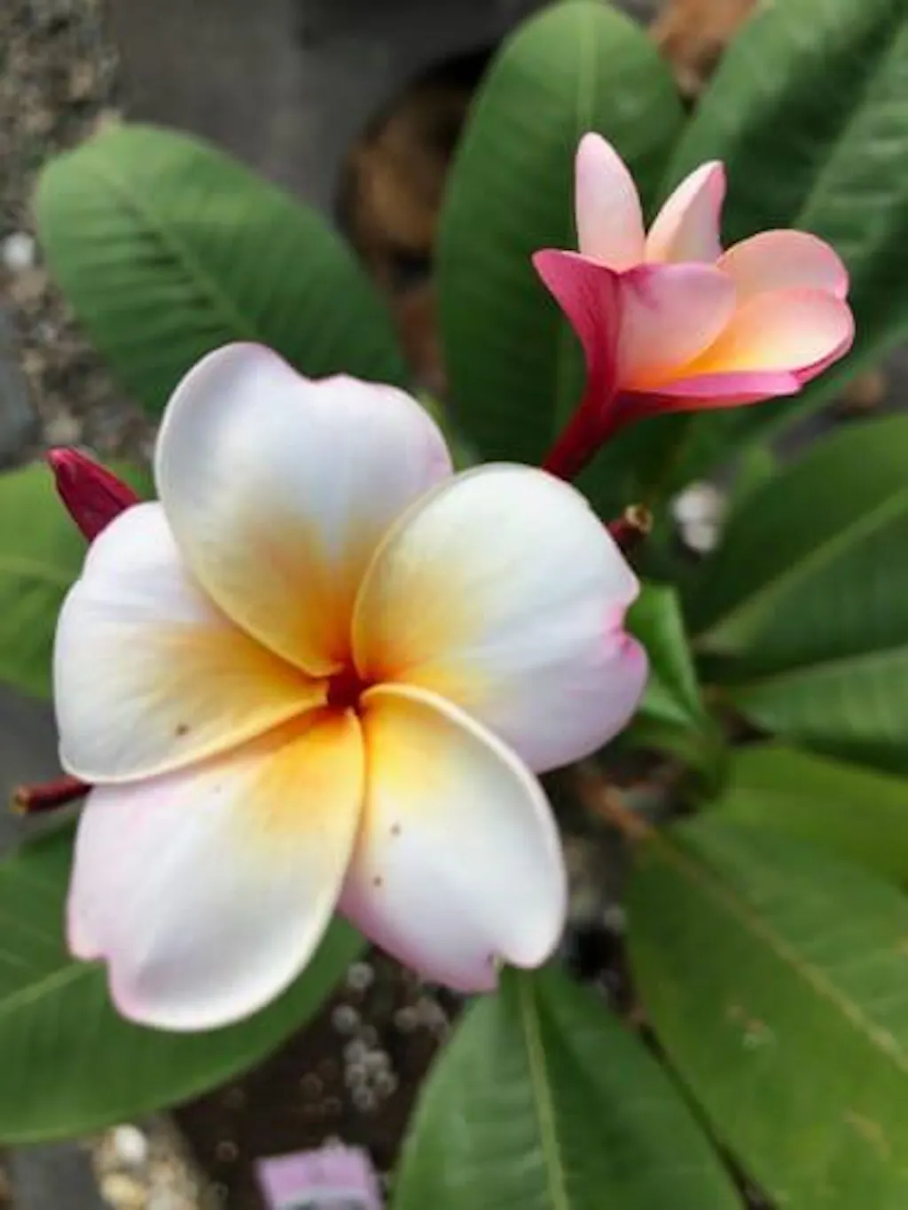 Frangipani Dnger Plumeria fr gesunde Pflanzen von Flora Boost