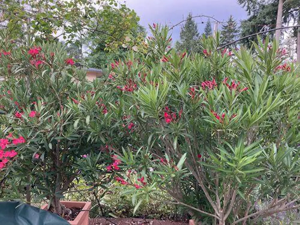 Oleander Dnger von Flora Boost  Hochwertigen Oleander Dnger kaufen |  Flora Boost | Reviews on Judge.me