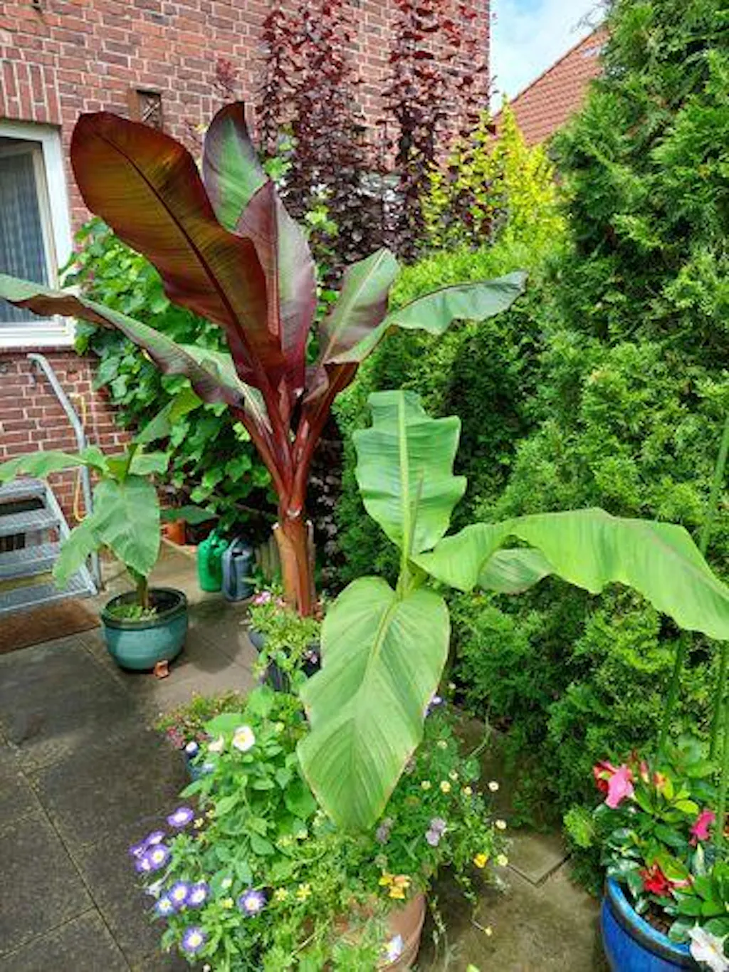 Bananenpflanzen Dnger von Flora Boost fr krftige Bananenpflanzen -  Optimaler Bananenpflanzen Dnger