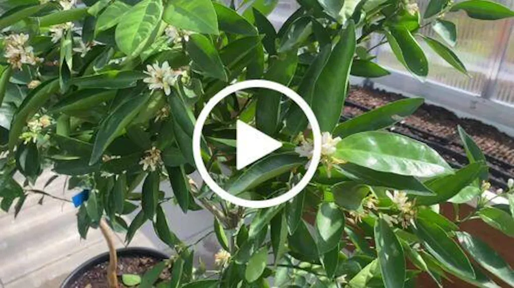 tomaten asche düngen Tomatendünger flüssig