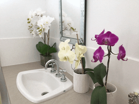 Orchid in Flat Glass 60cm