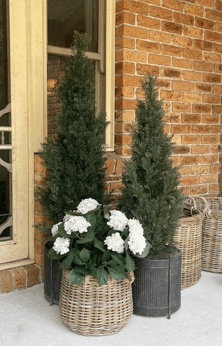 Hydrangea Plant White 60cm Pack of 2