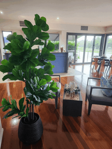 Fiddle Leaf Tree 175cm