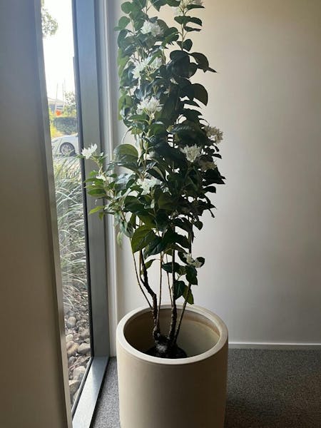 Azalea Plant White 150cm