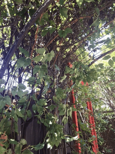 Boston Ivy 150cm Pack of 12