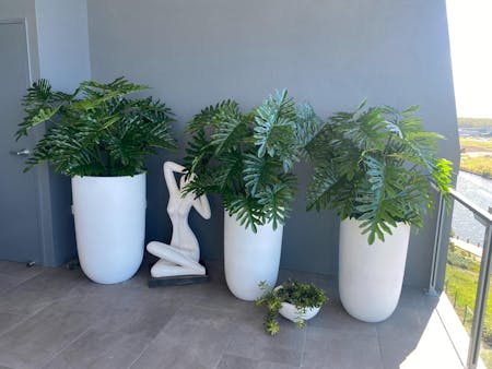 Philodendron Selloum Plant Green 80cm Pack of 2 - For Clearance