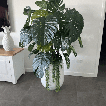 Monstera Tree Green 165cm Pack of 2