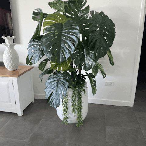 Monstera Tree Green 165cm Pack of 2