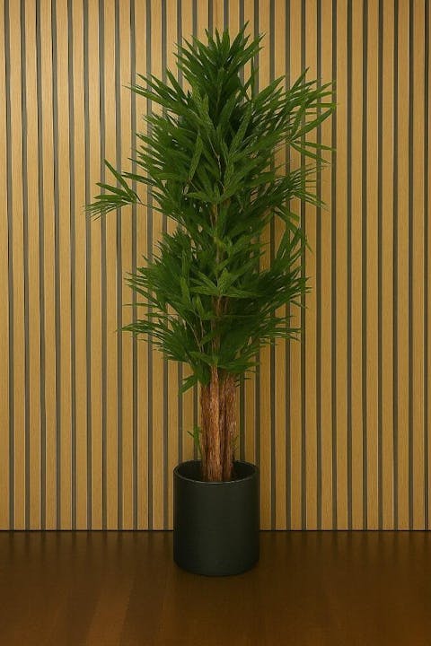 Rhapis Palm Tree Thin Leaf 200cm