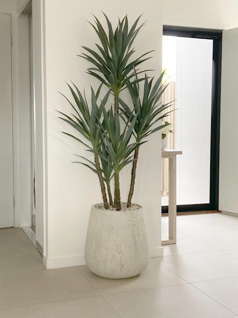 Yucca Plant Green 155cm