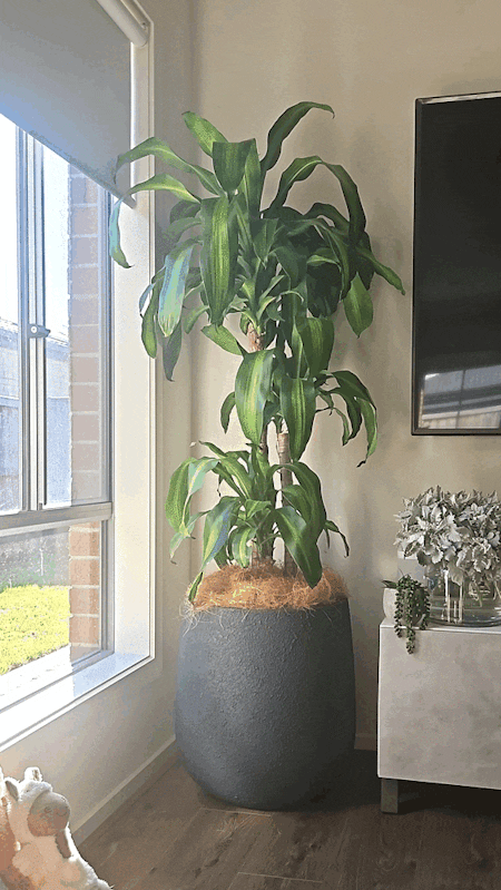 Rok Oskar Black Pot 55cm - Set of Three