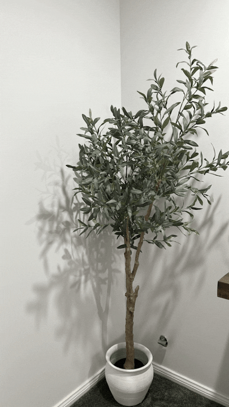 Olive Tree (w/o fruit) Grey Green 180cm