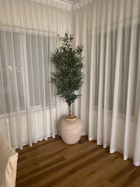 Olive Tree 170cm