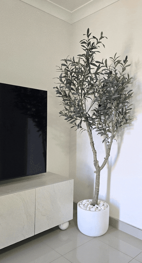 Olive Tree (w/o fruit) Grey Green 180cm