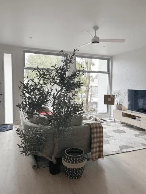 Olive Tree (w/o fruit) Grey Green 190cm