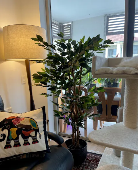 Ficus Tree 120cm