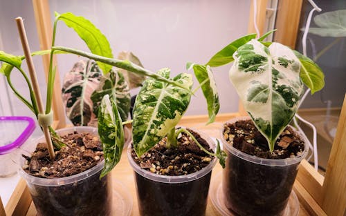 Flora Magnifica Australia