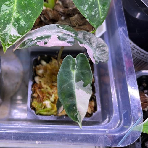 Flora Magnifica Australia