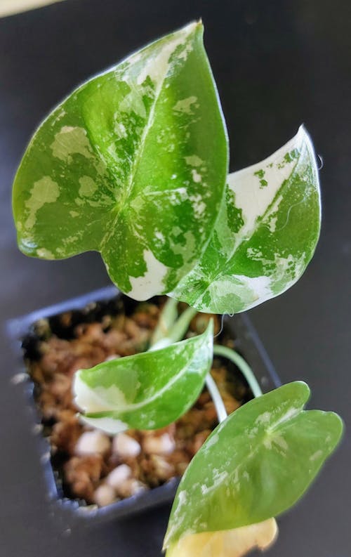 Flora Magnifica Australia