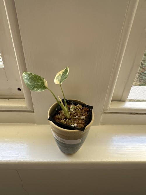 Flora Magnifica Australia