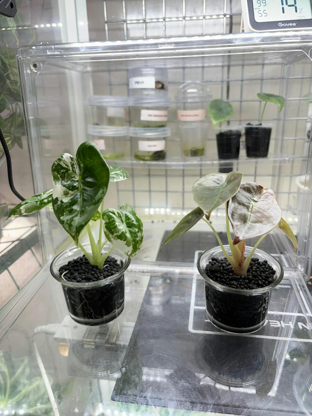 Flora Magnifica Australia