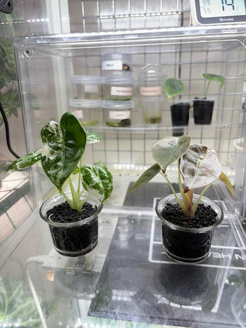 Flora Magnifica Australia