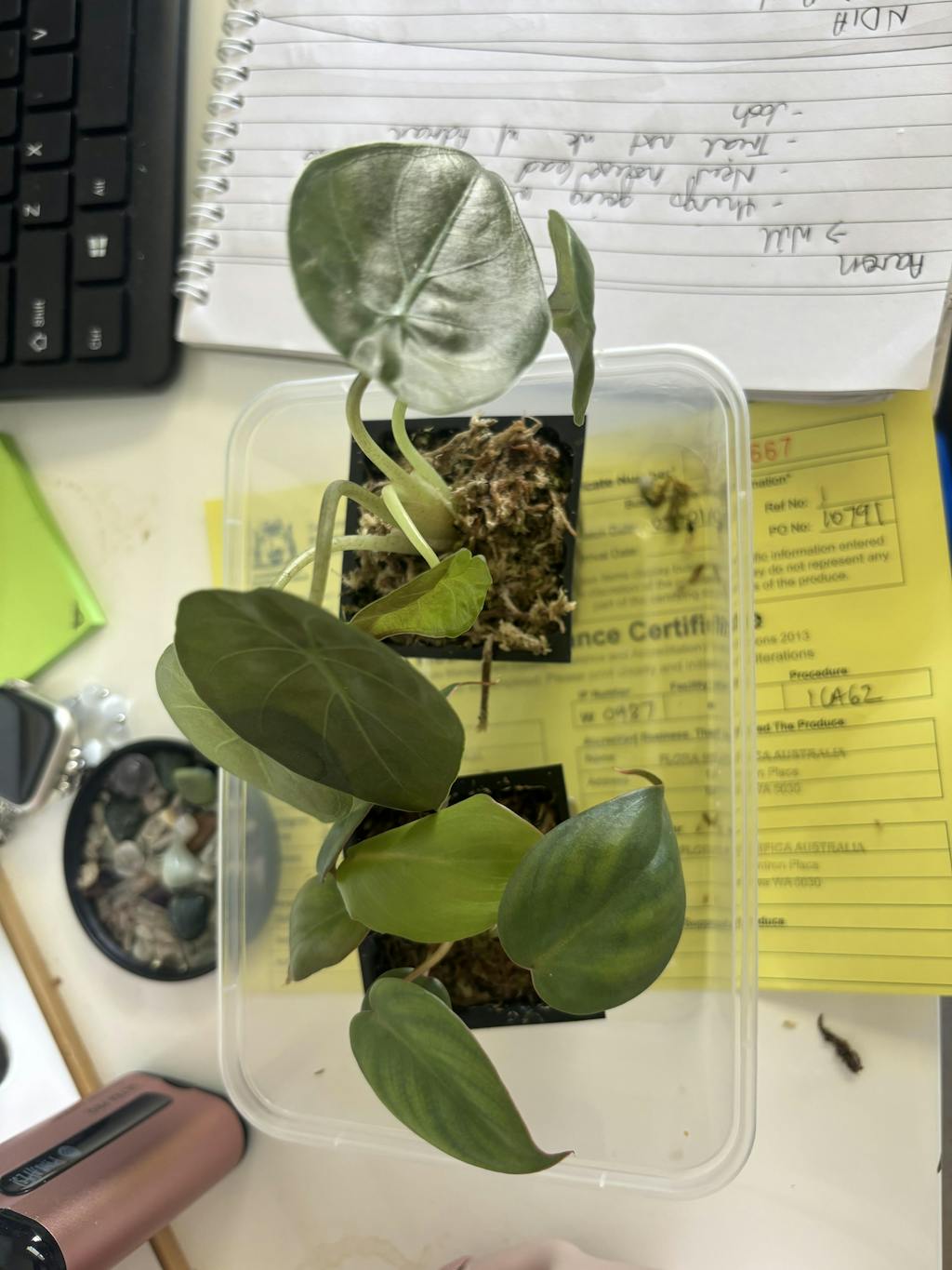 Flora Magnifica Australia